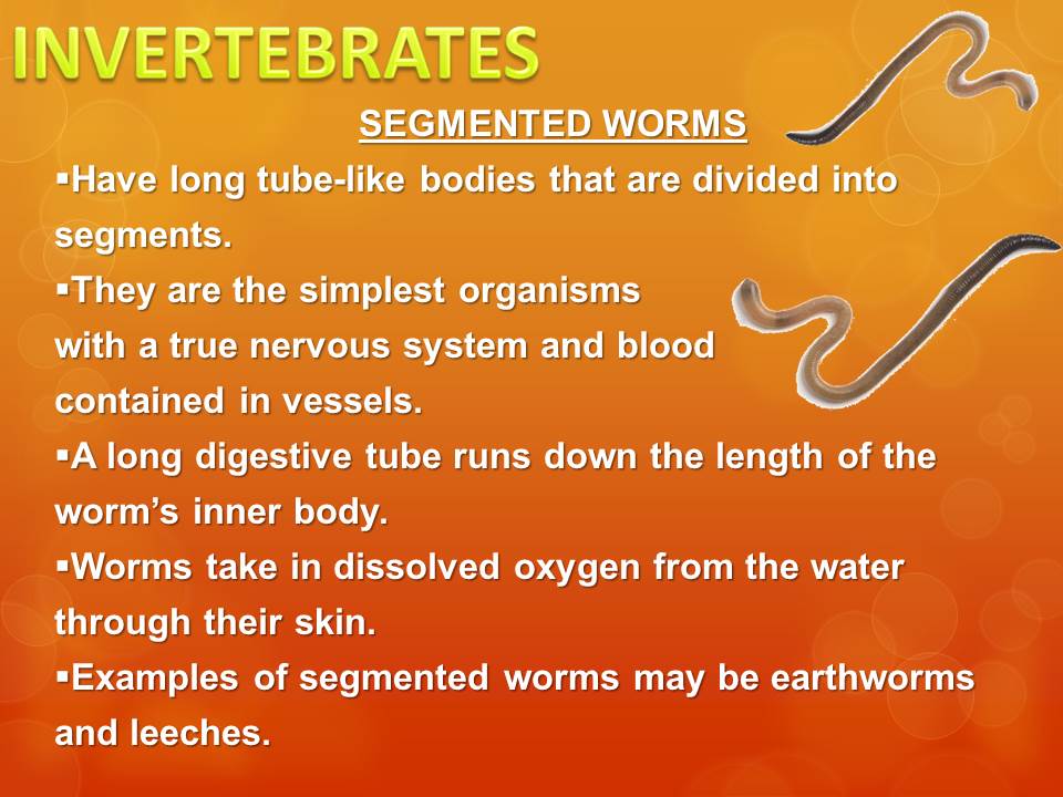 general characteristics of invertebrates