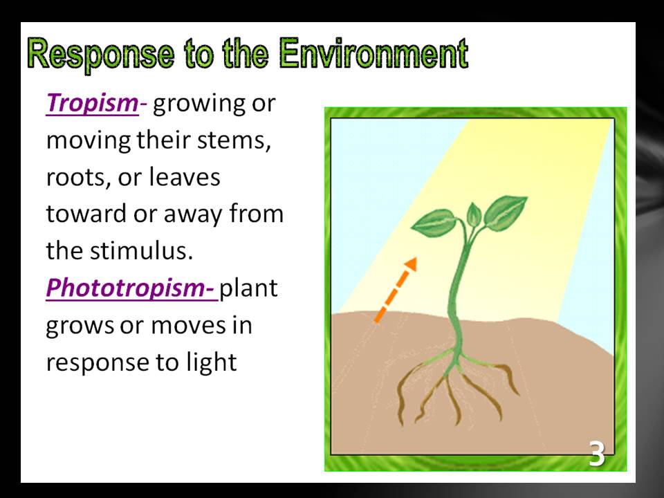 .5 PLANT RESPONSE TO EXTERNAL STIMULI - SOUTH CAROLINA 6TH GRADE  SCIENCE