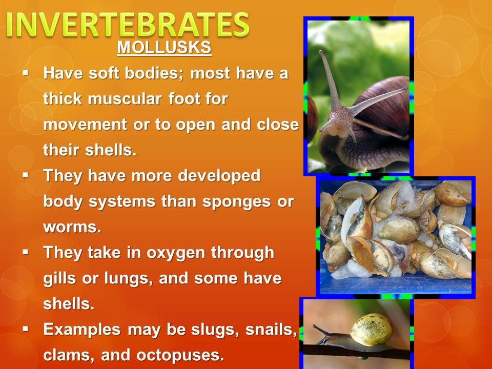 general characteristics of invertebrates