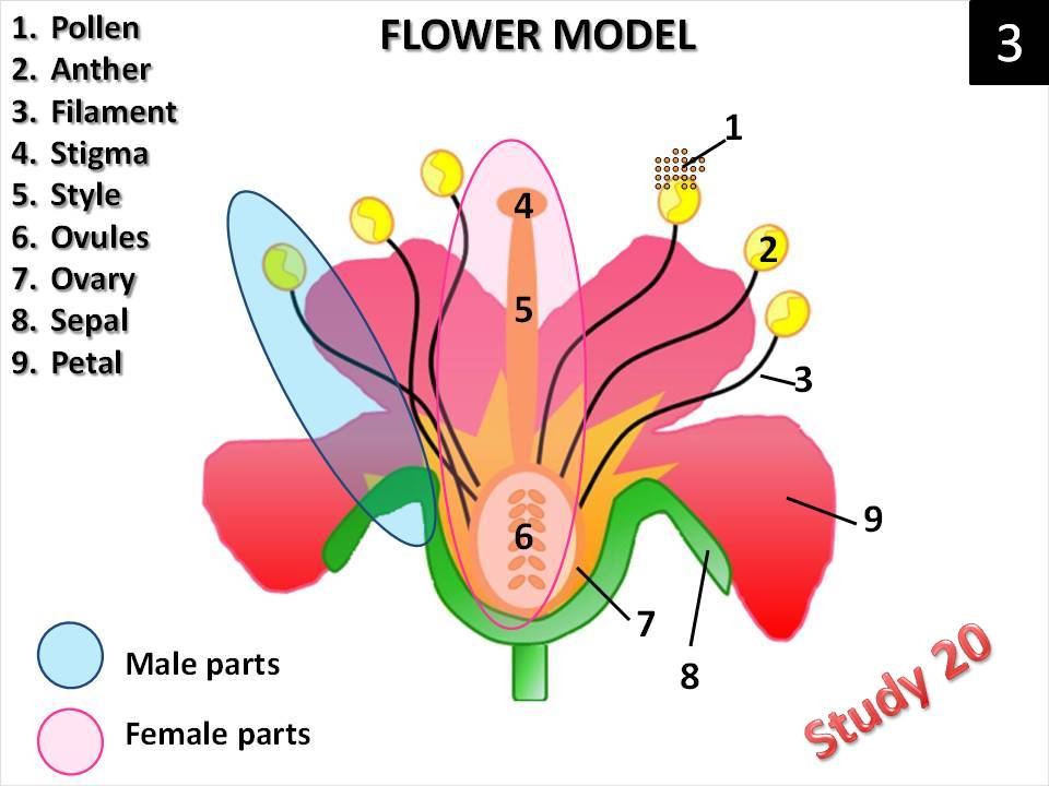 Female Parts Of A Flower Male And Female Parts Of Flower Diagram Quizlet The Reproductive